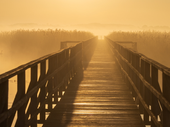 Federseesteg im Nebel